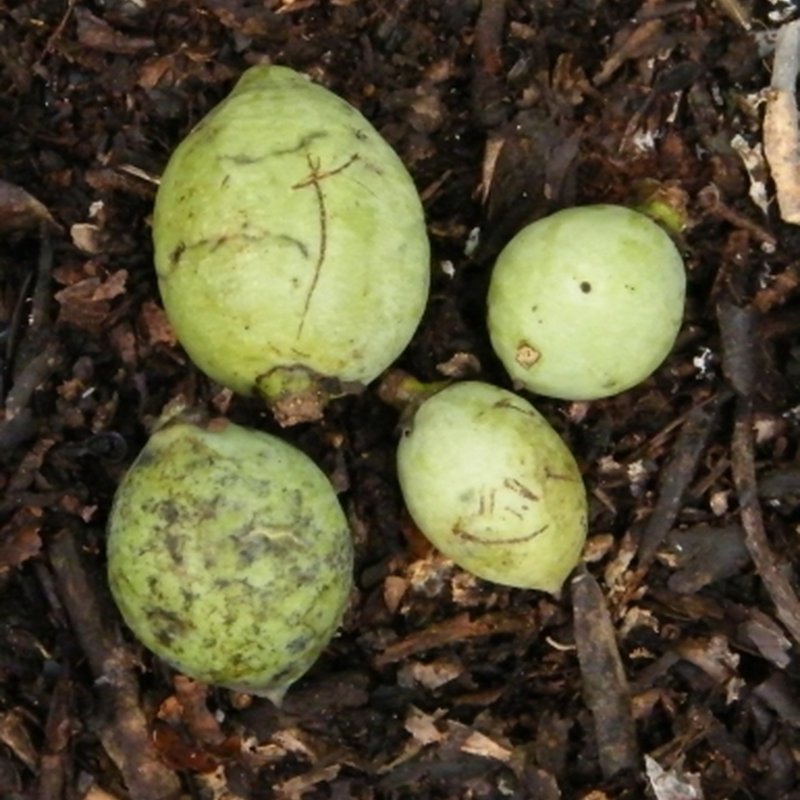 Warburgia ugandensis