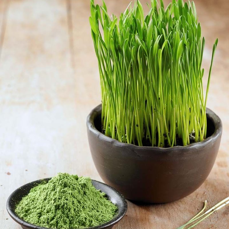 Wheatgrass